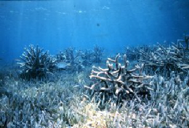300px-Korallen